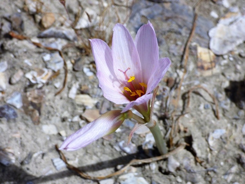 Zephyranthes jamesonii photo 7