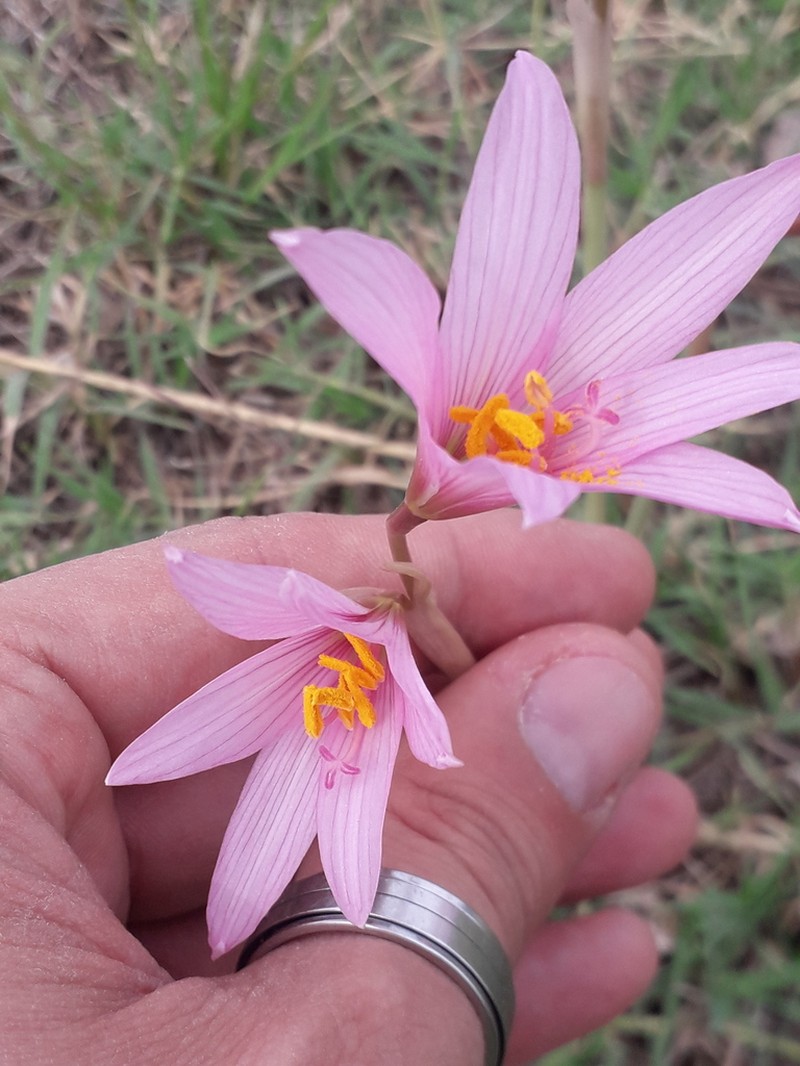 Zephyranthes jamesonii photo 8