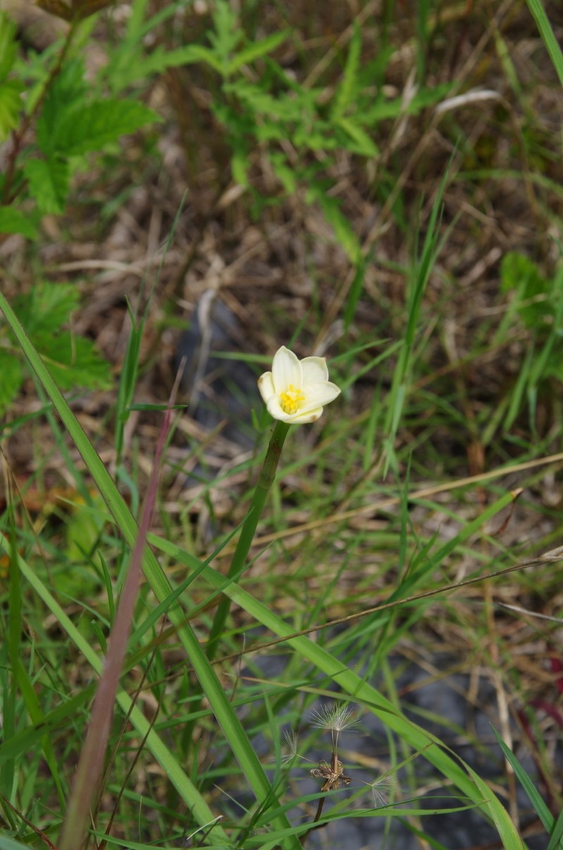 Jones' Rainlily