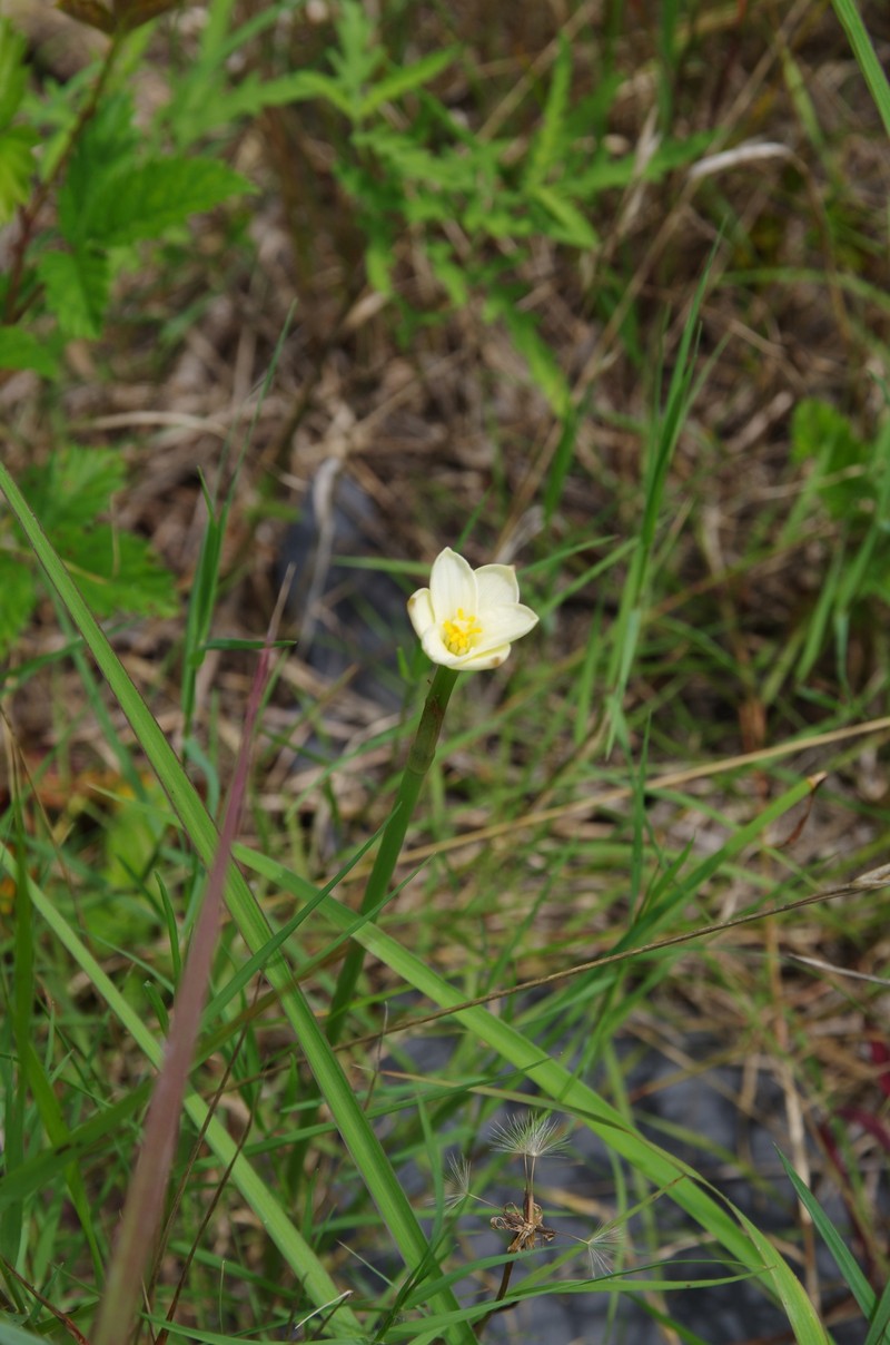 Jones' Rainlily photo 2