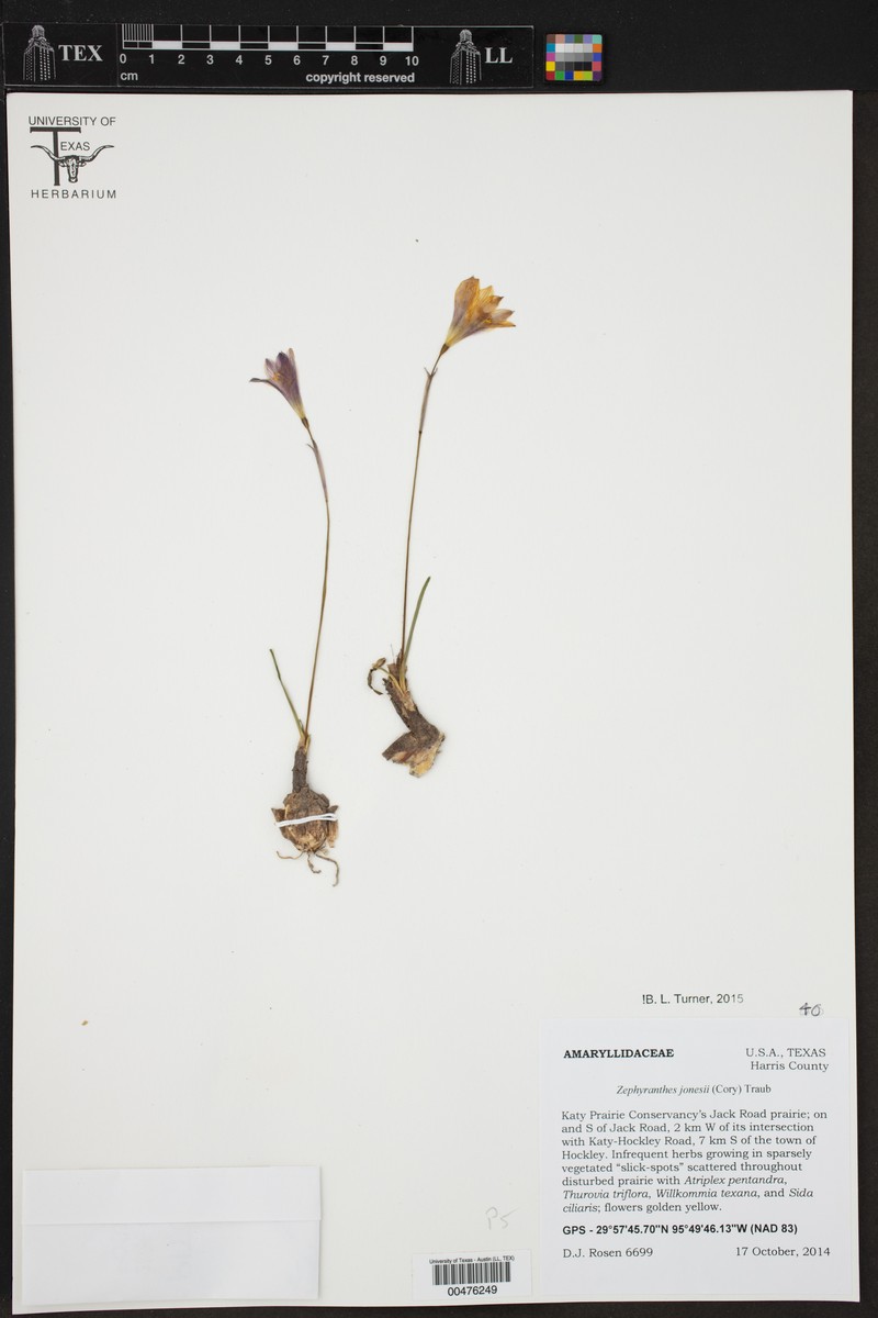 Jones' Rainlily photo 3