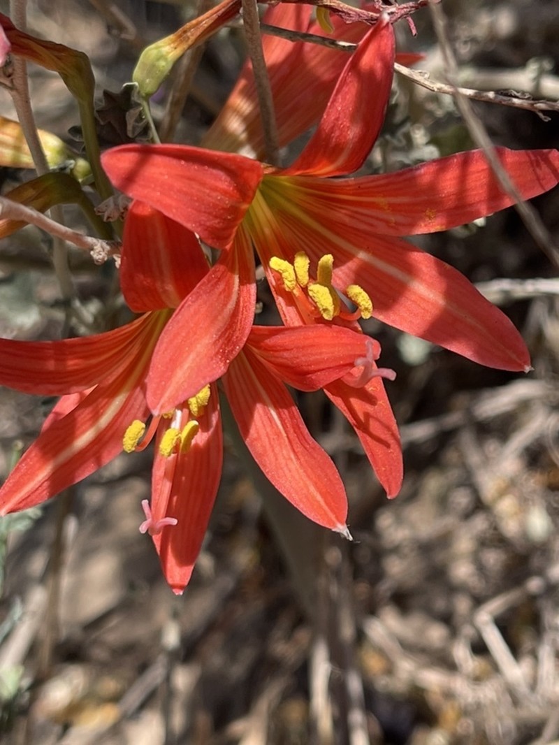 Zephyranthes laeta