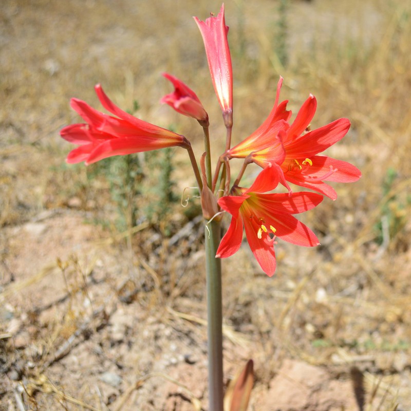 Zephyranthes laeta photo 2