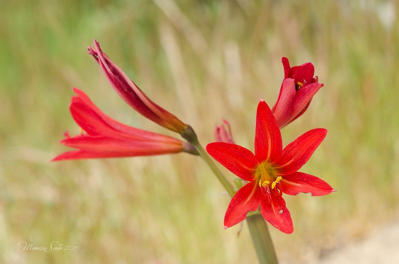 Zephyranthes laeta photo 3