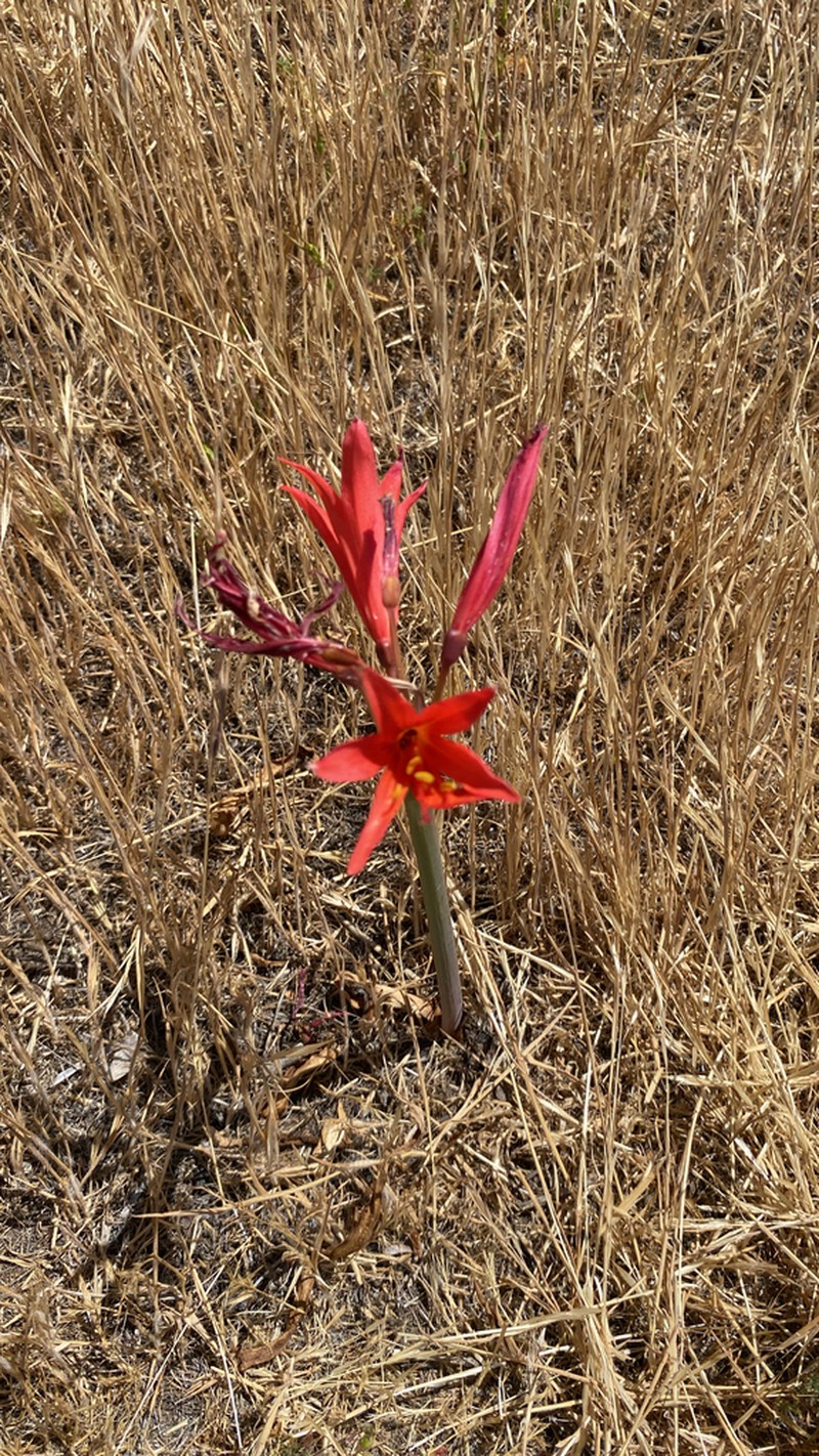 Zephyranthes laeta photo 4