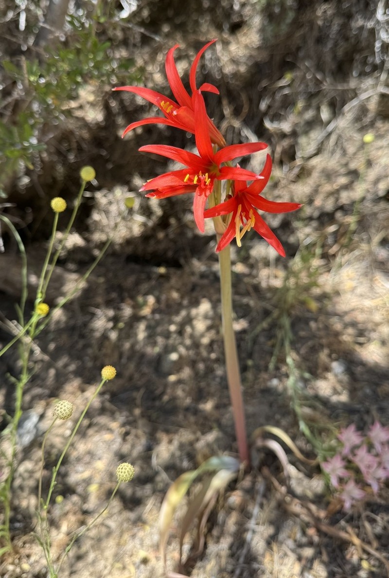 Zephyranthes laeta photo 5