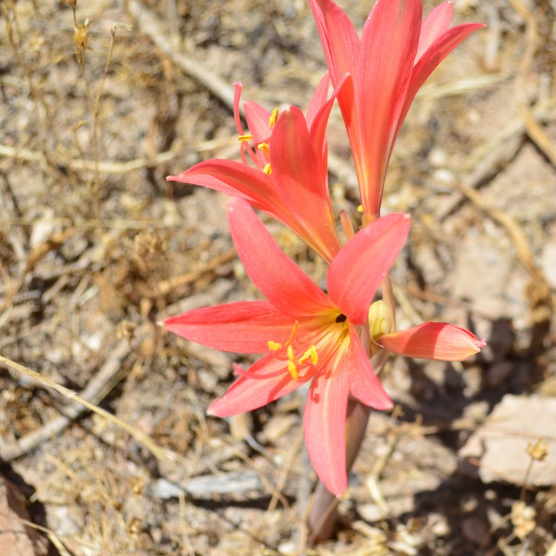 Zephyranthes laeta photo 6