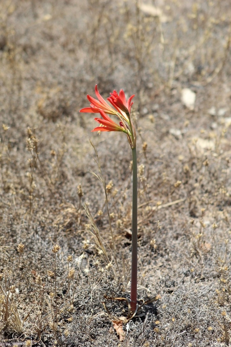 Zephyranthes laeta photo 7