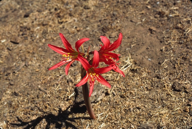 Zephyranthes laeta photo 8