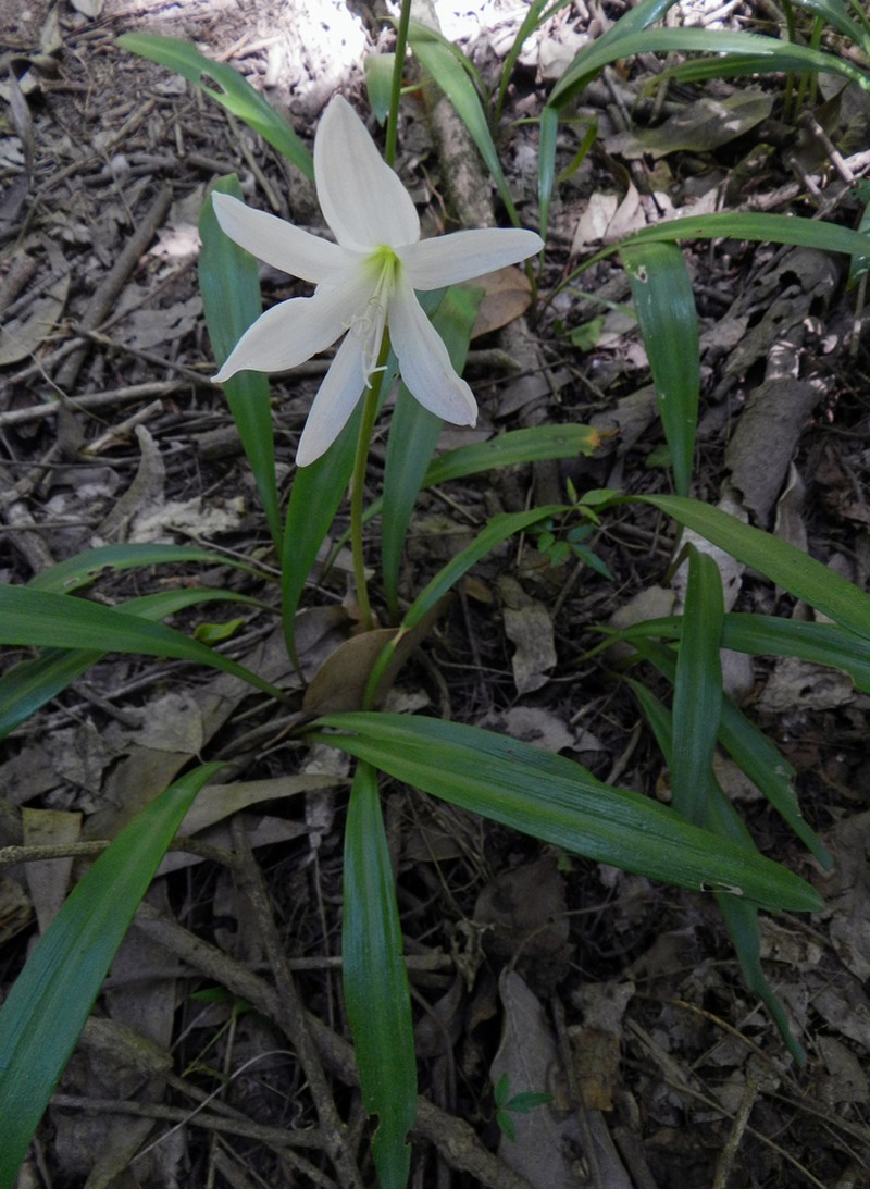 Zephyranthes lagopaivae