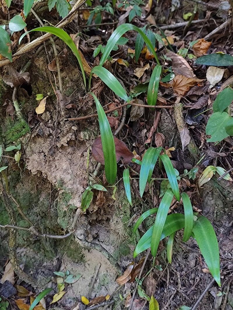 Zephyranthes lagopaivae photo 2
