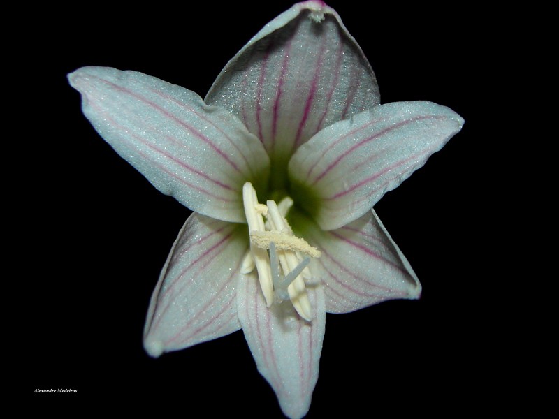 Zephyranthes lagopaivae photo 3