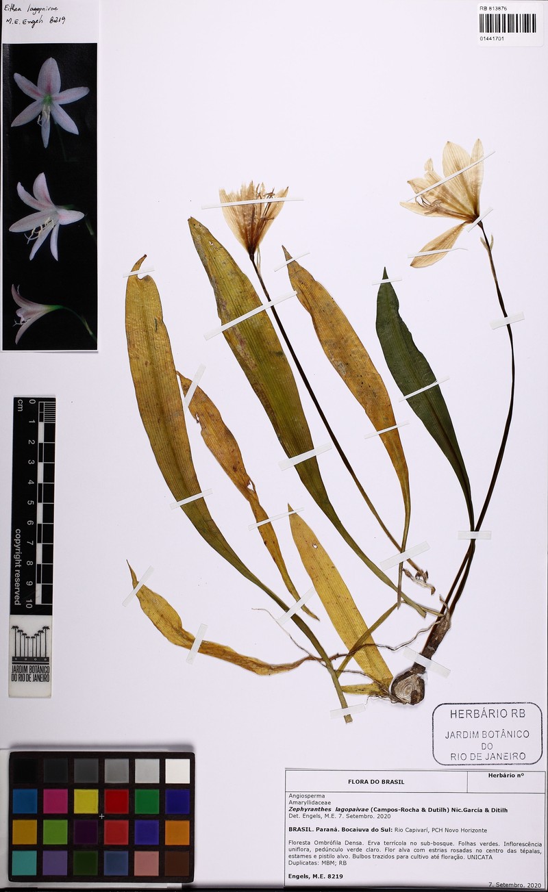 Zephyranthes lagopaivae photo 4