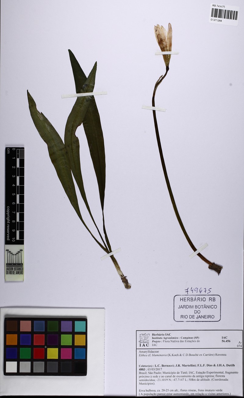 Zephyranthes lagopaivae photo 5
