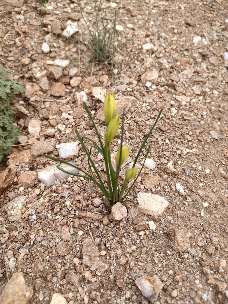 Copper Zephyrlily photo 2