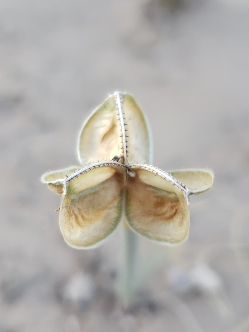 Copper Zephyrlily photo 3