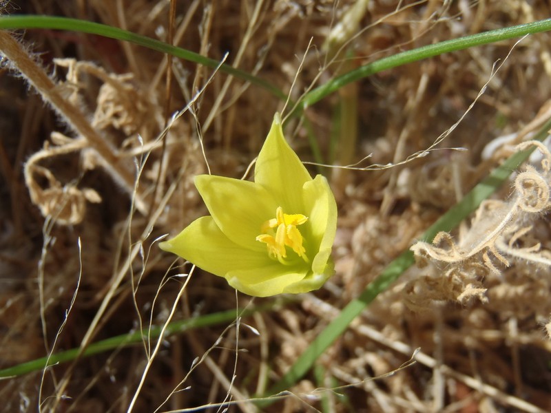 Copper Zephyrlily photo 4