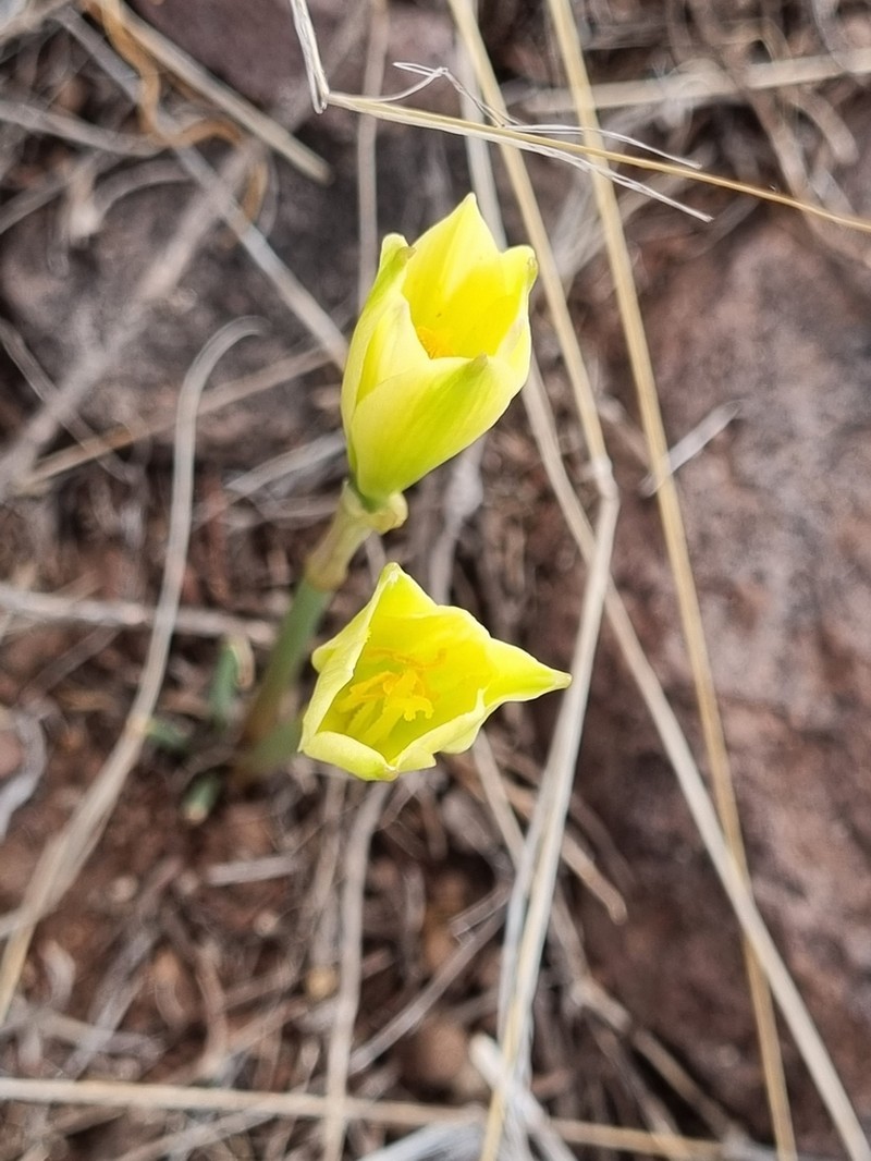 Copper Zephyrlily photo 5