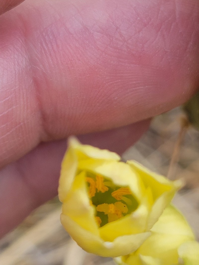 Copper Zephyrlily photo 6