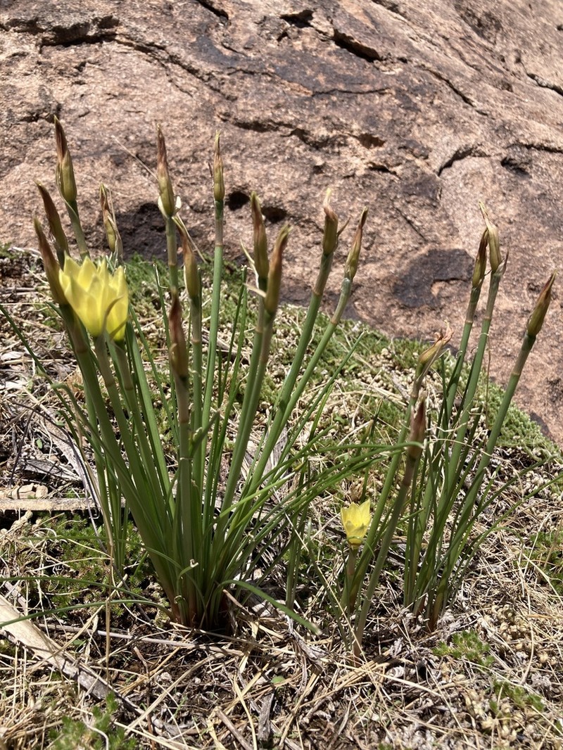 Copper Zephyrlily photo 7
