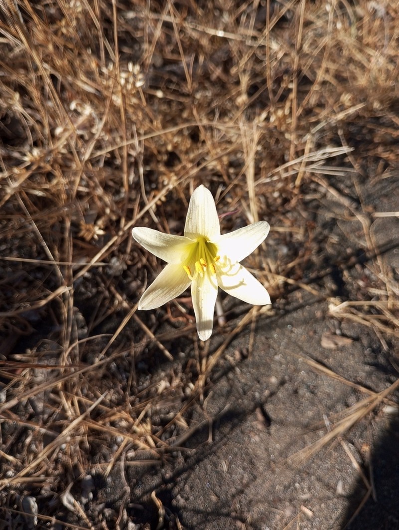 Zephyranthes maculata