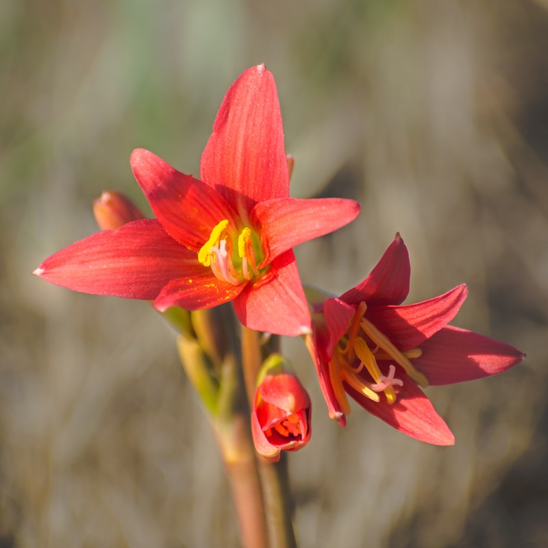 Zephyranthes maculata photo 2