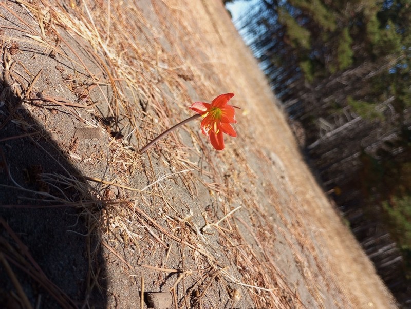 Zephyranthes maculata photo 3