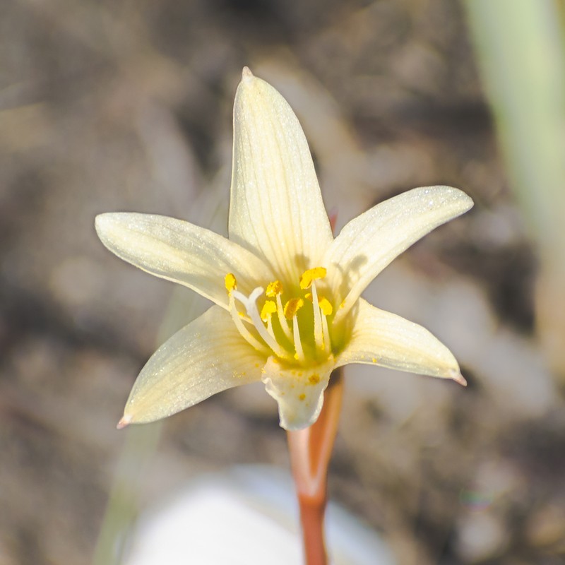 Zephyranthes maculata photo 5