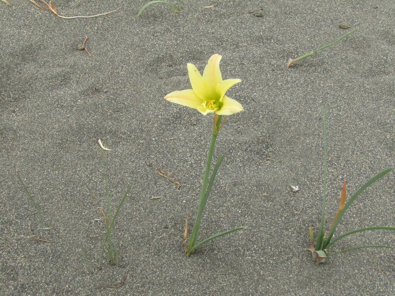 Zephyranthes maculata photo 6