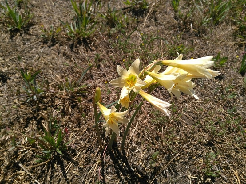 Zephyranthes maculata photo 7
