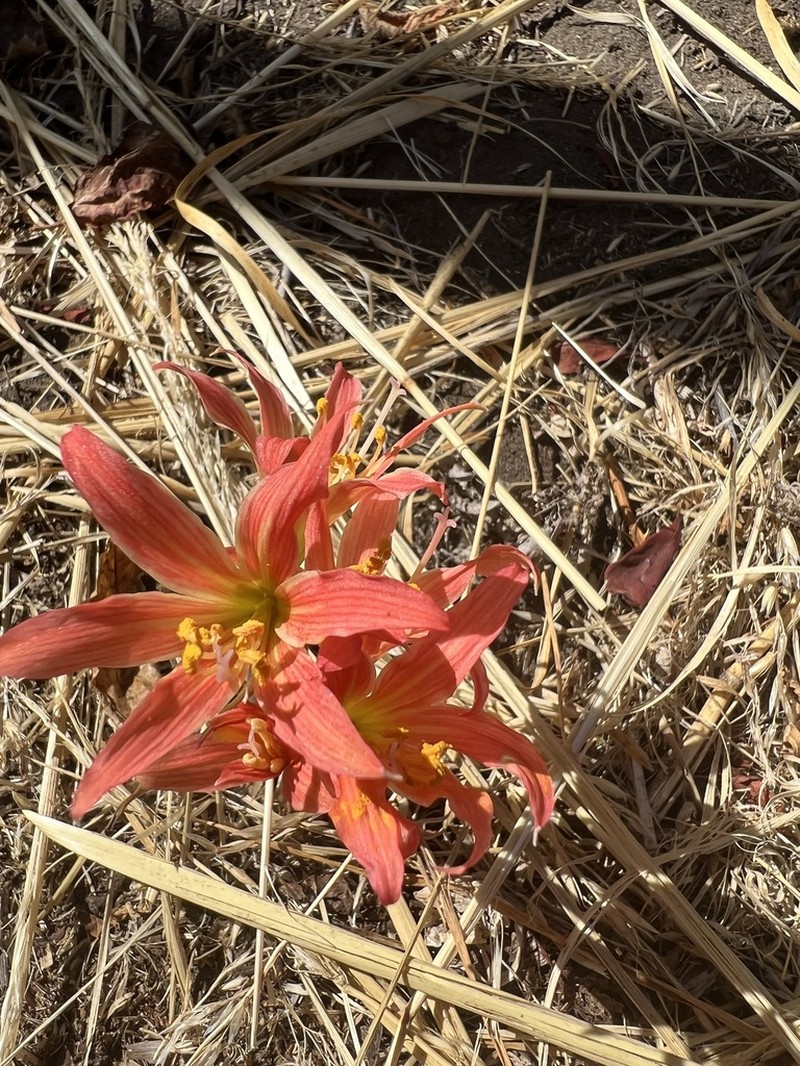 Zephyranthes maculata photo 8