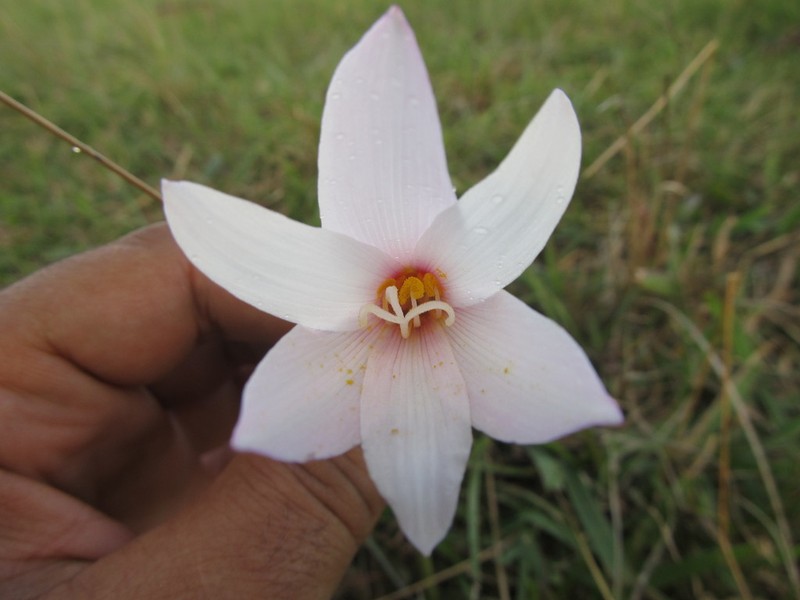 Zephyranthes martinezii