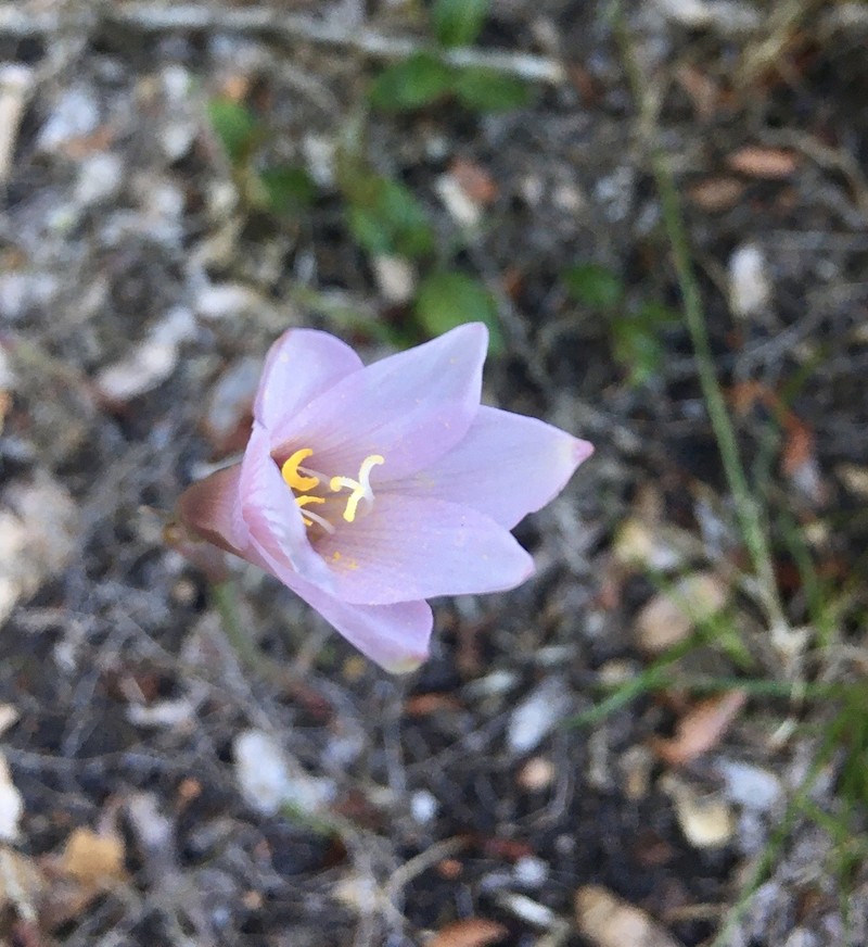 Zephyranthes martinezii photo 2