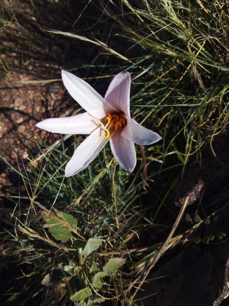Zephyranthes martinezii photo 3