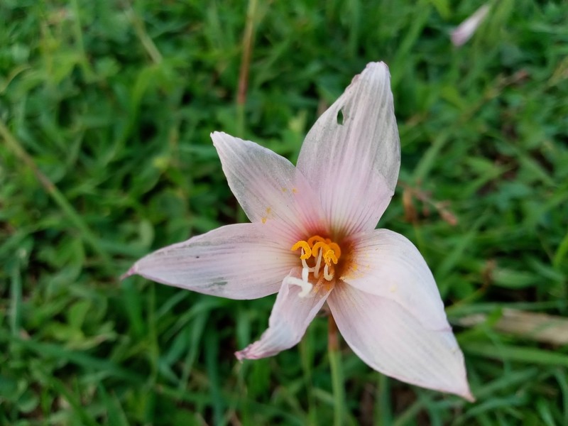 Zephyranthes martinezii photo 4