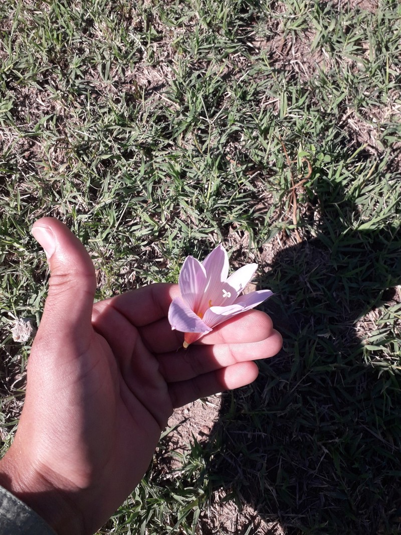 Zephyranthes martinezii photo 5