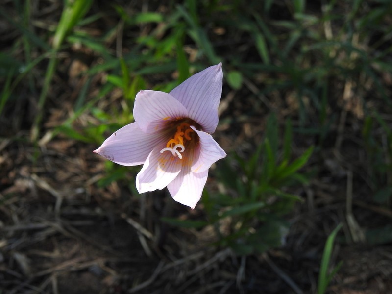 Zephyranthes martinezii photo 6