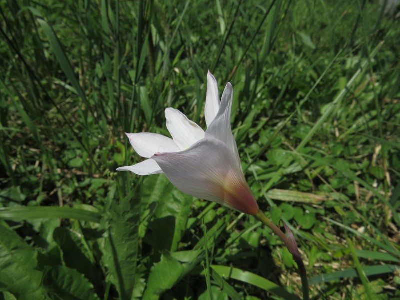 Zephyranthes martinezii photo 7