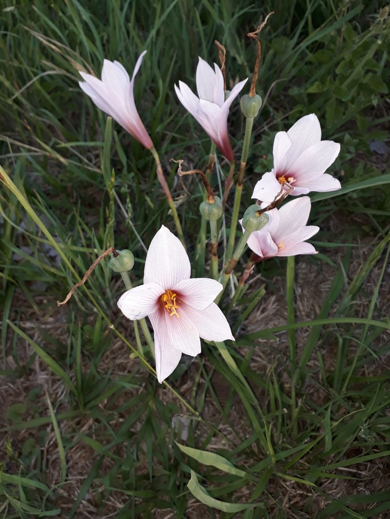 Zephyranthes martinezii photo 8
