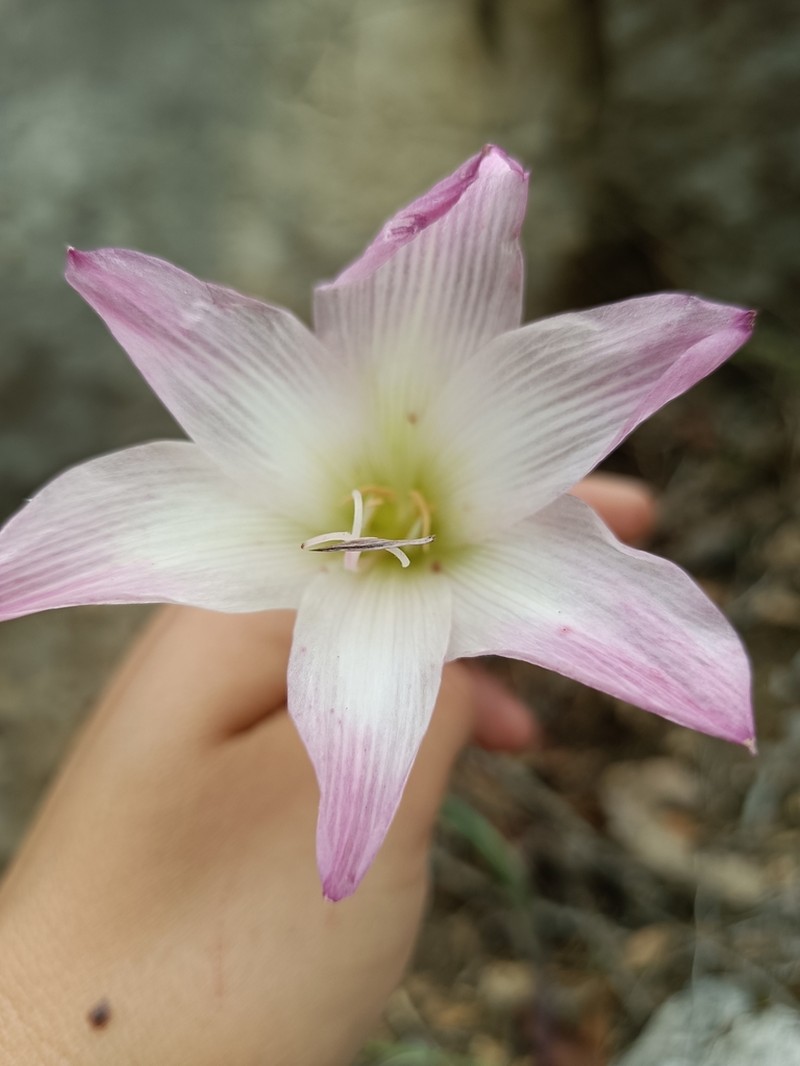 Zephyranthes mexicana