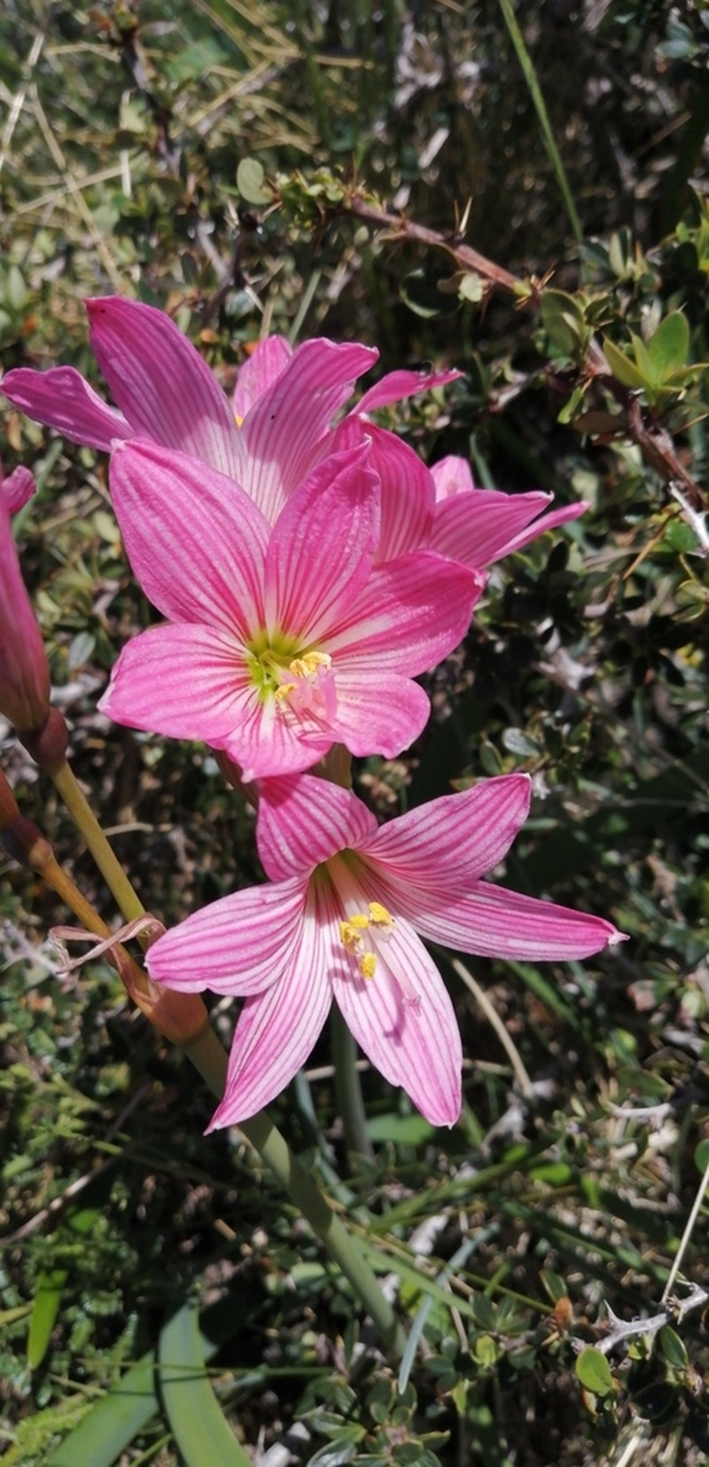 Zephyranthes moelleri