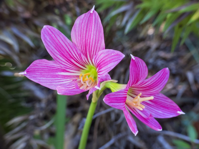 Zephyranthes moelleri photo 2