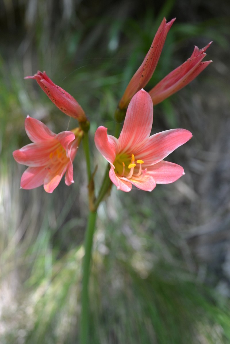Zephyranthes moelleri photo 3