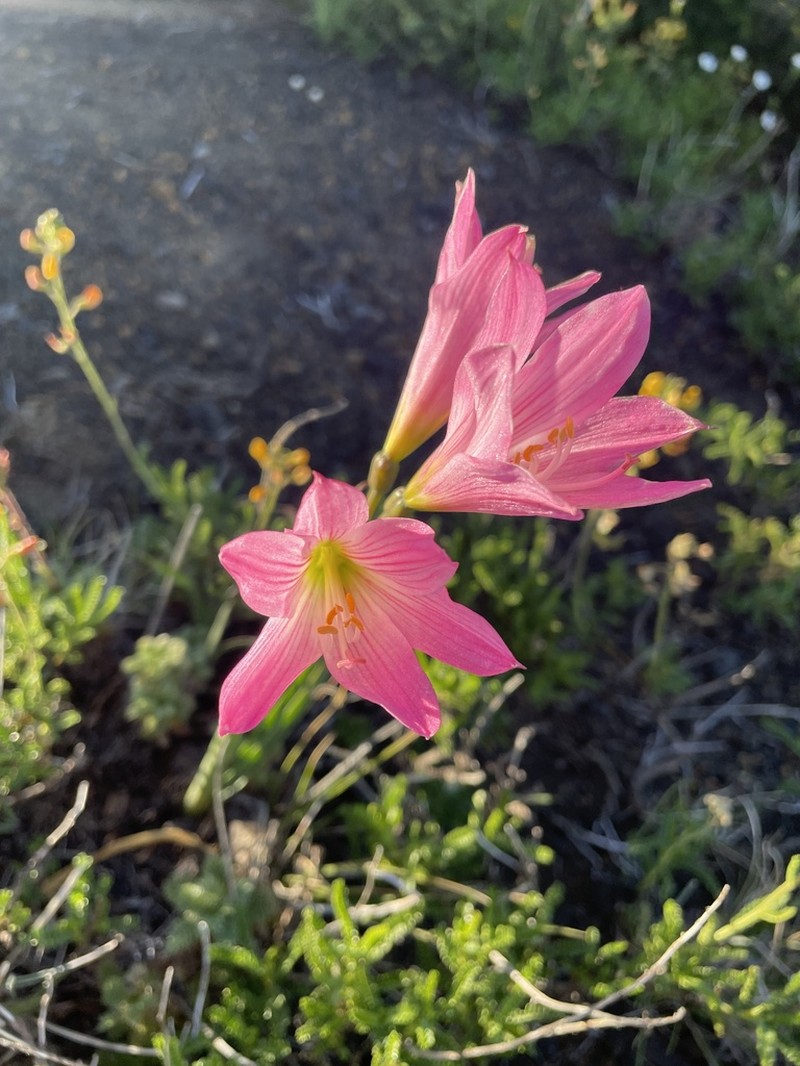 Zephyranthes moelleri photo 4