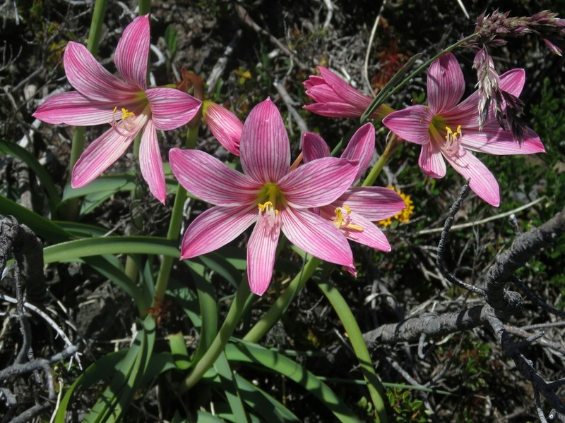 Zephyranthes moelleri photo 5