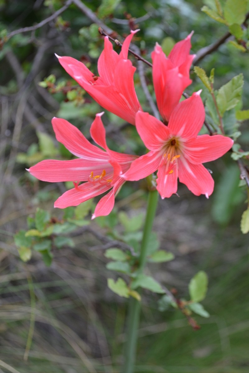 Zephyranthes moelleri photo 6