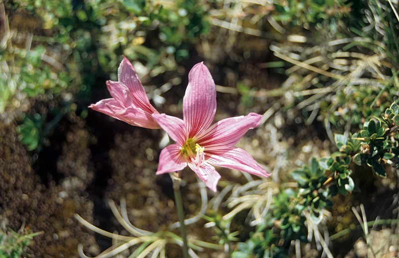 Zephyranthes moelleri photo 7