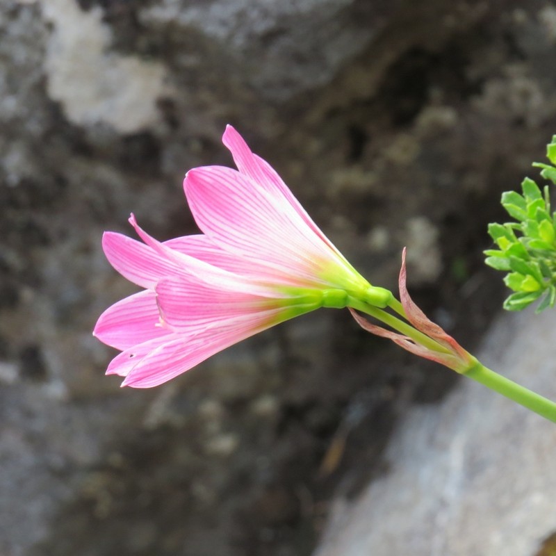 Zephyranthes moelleri photo 8