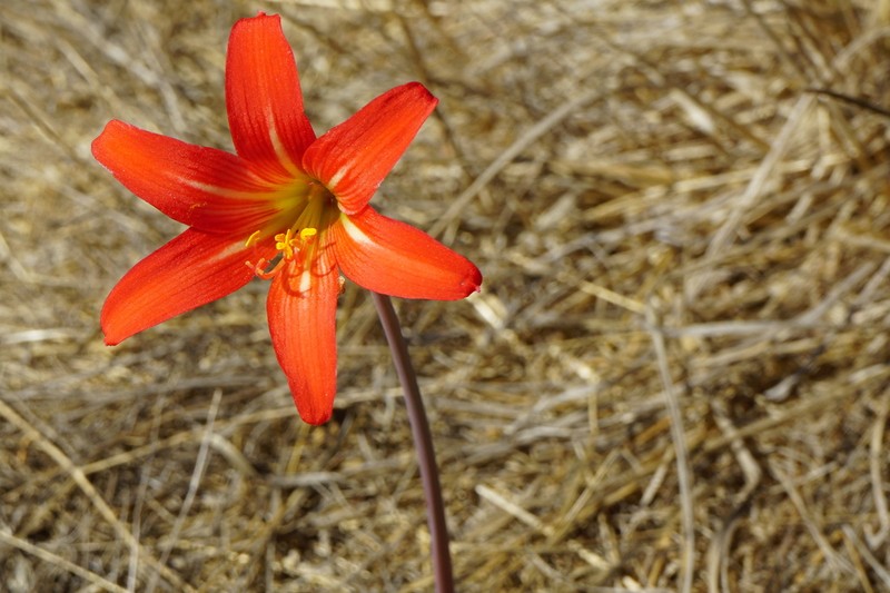 Zephyranthes monantha