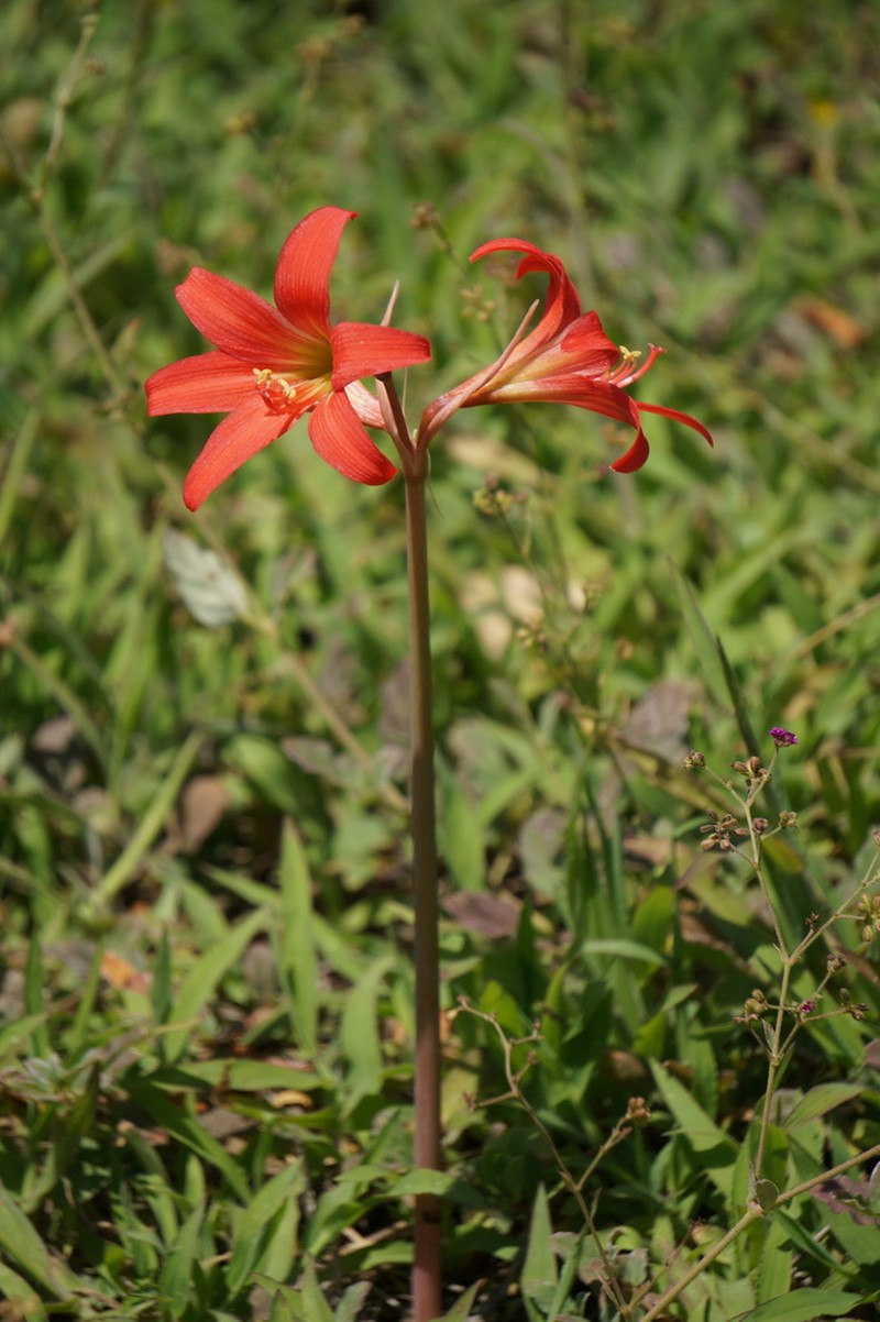 Zephyranthes monantha photo 2